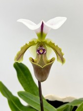 Paphiopedilum Milano - Slipper