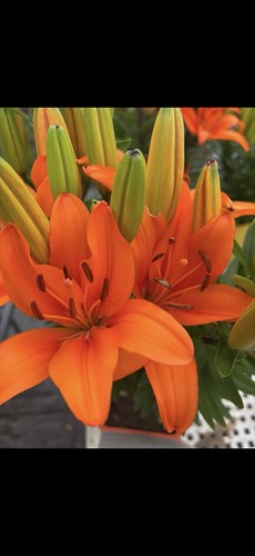 Large orange lily - lily, plant