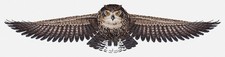 Cross Stitch Kit Luca-S - The