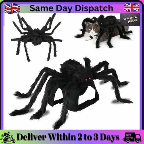 Halloween pet spider black - spider,