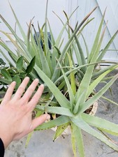 Giant Aloe Vera Young Plants