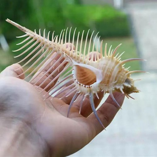2pcs natural murex - 2pcs, pecten