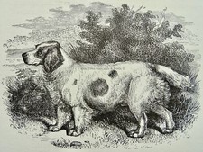 c1893 Antique Dog Print CLUMBER SPANIEL DOG Royal Natural History by Lydekker