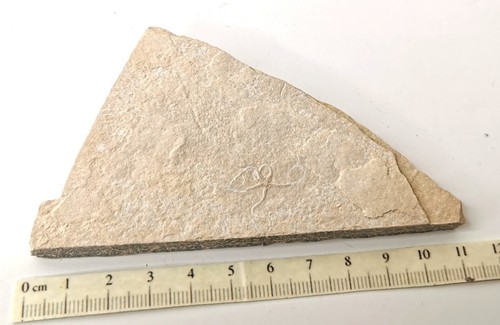 Brittlestar fossil star fish - brittlestar,,