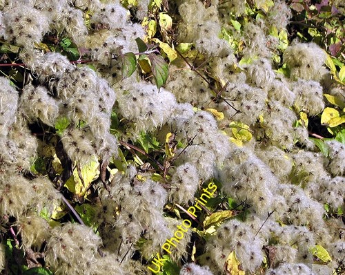 Photo 6x4 clematis seed - 6x4,