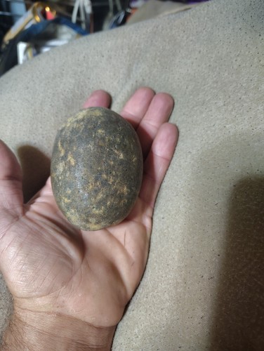Authentic tricerotops egg - tricerotops,