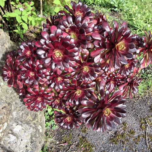 Aeonium areboreum atropureum - aeonium,