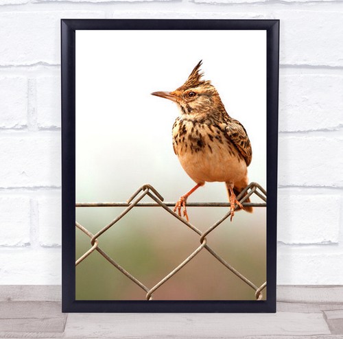 Bird with mohawk perched - bird,