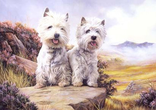 West highland white terrier - highland,