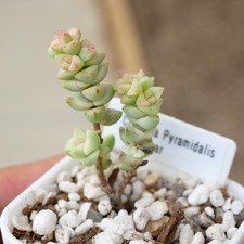 Crassula Rupestris Tom Thumb
