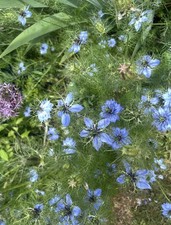 Hardy Nigella Plug Plants x