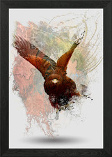 Water Splashed Red tail Hawk