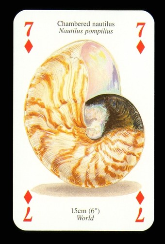Playing card chambered - playing,