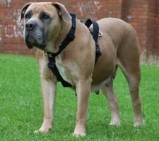 Waterproof Dog Harness-No