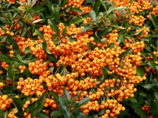 FIRETHORN PYRACANTHA ORANGE