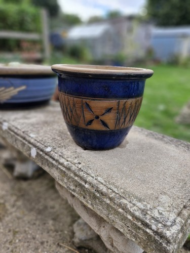 Garden glazed plant - plant, blue
