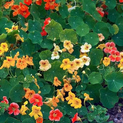 Tropaeolum tall single mixed - 'tall, mixed'