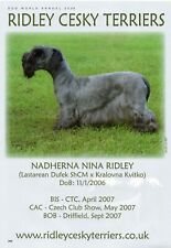 CESKY TERRIER DOG BREED KENNEL ADVERT PRINT PAGE 2008 RIDLEY KENNEL