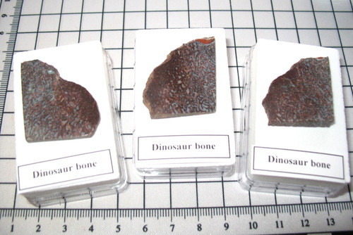 Jurassic dinosaur bone fossil - jurassic,
