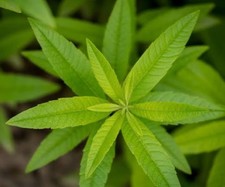 2x Lemon Verbena (Aloysia citrodora.) 9cm Pots. Culinary, Medicinal & Tea Herb. 