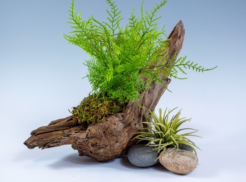 Manzanita aquarium driftwood - manzanita,