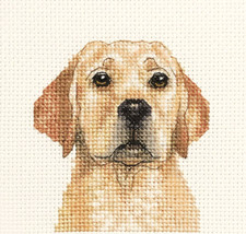 YELLOW LABRADOR RETRIEVER