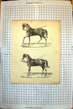 Antique Print Single Harness