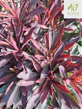 Euphorbia x martini Miner's Merlot - 3 Litre Pot - Potted Plant