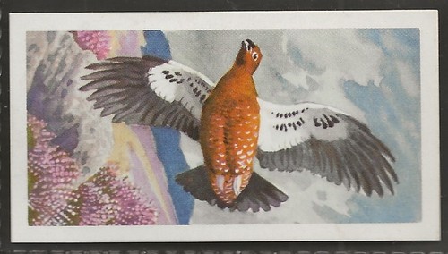Brooke bond bird - bond, (tea)-bird
