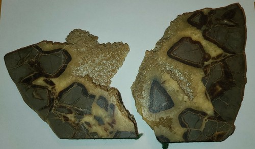 Fossil septarian dragon egg