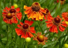 HELENIUM 'Moerheim Beauty' A.G.M. - Hardy Perennial Plant - ex 9cm (P9) Pot