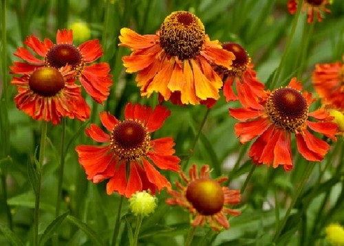 Helenium moerheim beauty - 'moerheim, beauty'