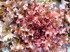 ORGANIC LETTUCE SALAD BOWL RED  2000 SEEDS