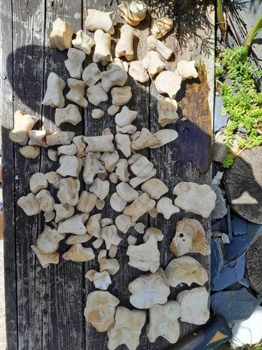 Cow hoof and - cow, lot