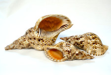 Trio Of Charonia Tritonis Shells (Triton's Trumpet), 10" &  6.5"