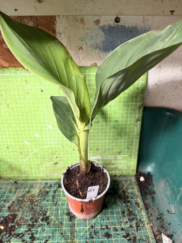 Canna cannova mango plant - canna,