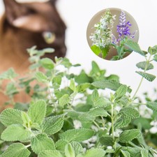 100 Mixed Catnip Seeds for Planting UK Purple & White Catmint Aroma Bush Plants