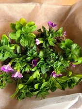 20x Mixed hanging basket plug