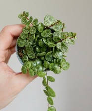 String Of Turtles- 6cm