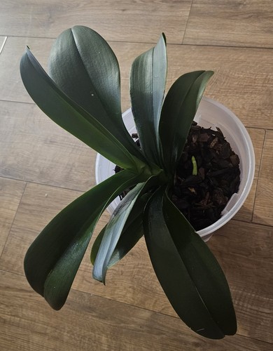 Phalaenopsis orchid - phalaenopsis,