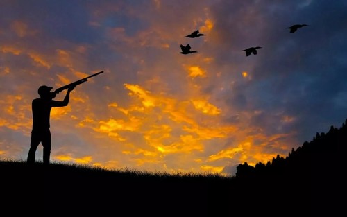 Pheasant shooting abstract - shooting,