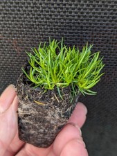 Irish moss 3 cm - irish,