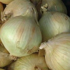 Onion seeds - Globo - Tasty White Onion Large bulbs - Perfect for pots/container
