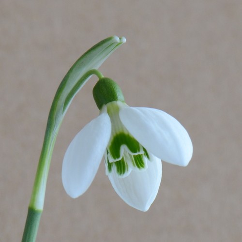 Galanthus nivalis conundrum - nivalis,