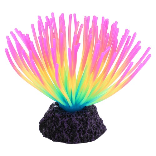 Aquarium anemone fluorescence - aquarium,