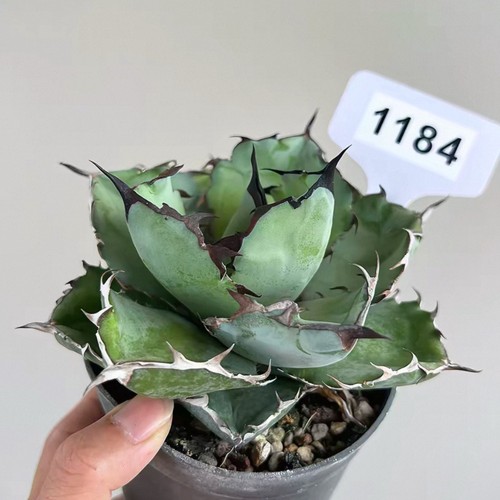 1pcs 10cm seedgrowth agave - 10cm,