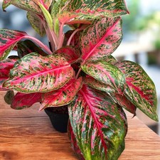 Aglaonema Beauty Tropical
