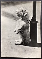 DOG POSTCARD SEALYHAM TERRIER