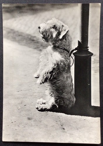 Dog postcard sealyham terrier - dog,