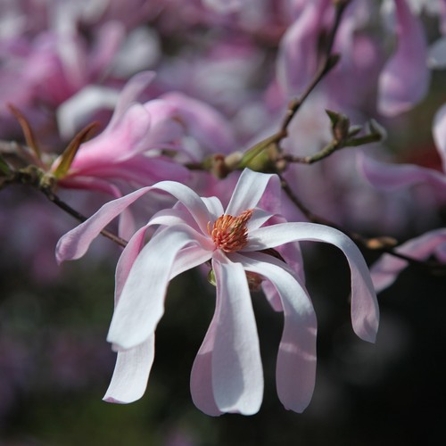 Magnolia loebneri hybrid - magnolia,